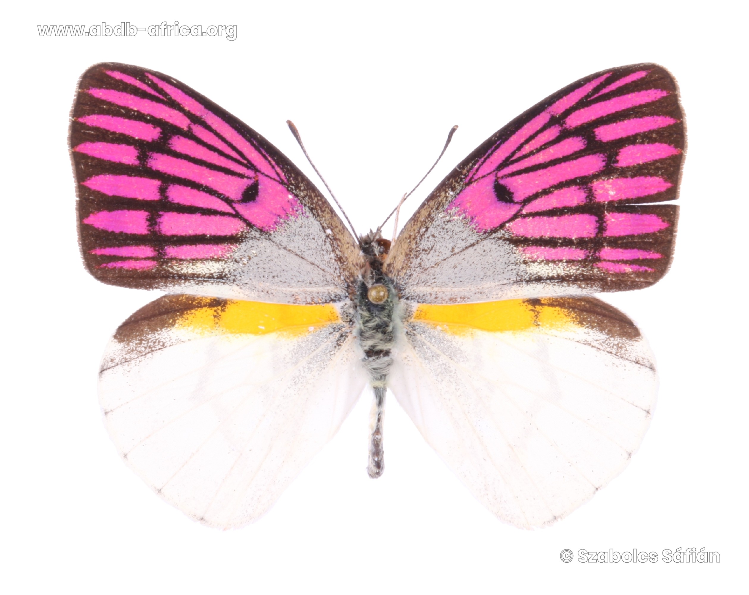 Colotis zoe (Grandidier, 1867)